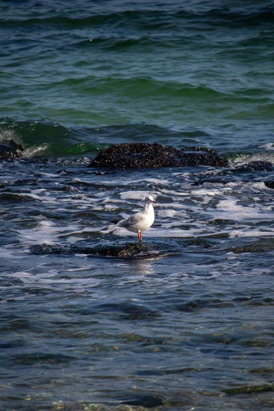 Чайки в море у воды осенью — стоковое фото