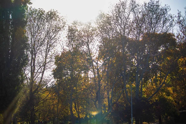 秋天公园的树木和天空 — 图库照片