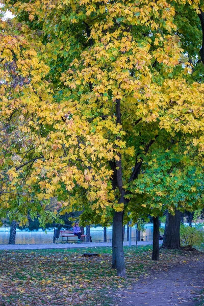 A boy looks down passing near a wall of bushine in a park — Stock Photo, Image