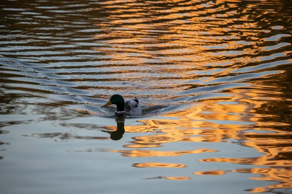 The duck swims at sunset and leaves waves on the water — Stock Photo, Image