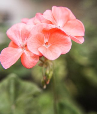 Pembe çiçek, arka planı bulanık.