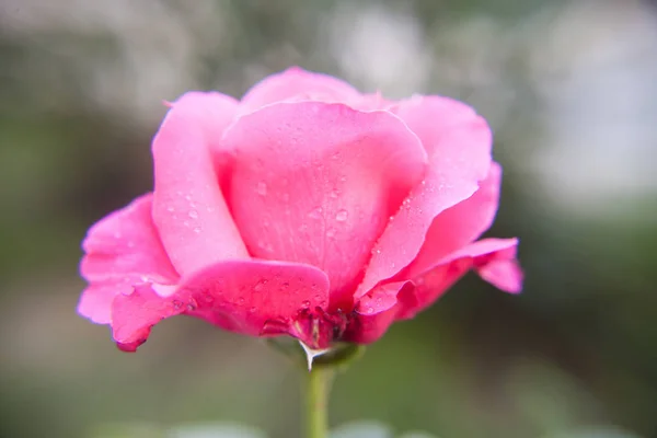 Макро Фото Троянди Якому Рожевому Кольорі Розмитим Тлом — стокове фото