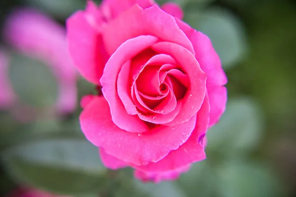 Крупним Планом Рожева Троянда Краплями Роси Розмитим Сірим Тлом — стокове фото