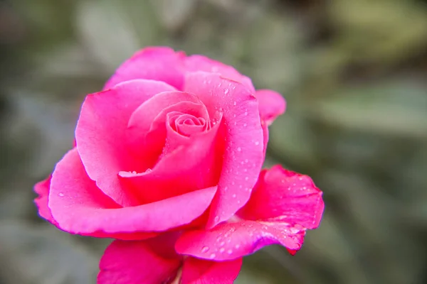 Close Pink Rose Dewdrops Blurred Background — Stock Photo, Image