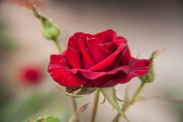 Червона Троянда Крупним Планом Розмитим Фоном — стокове фото