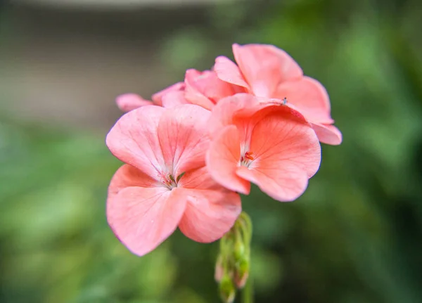 Pink Flower Closeup Blurred Green Background — Stock Photo, Image