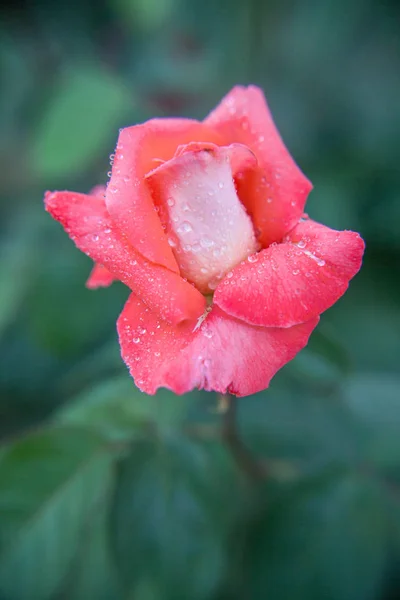 Primer Plano Una Rosa Tono Rosa Con Gotas Rocío Los — Foto de Stock