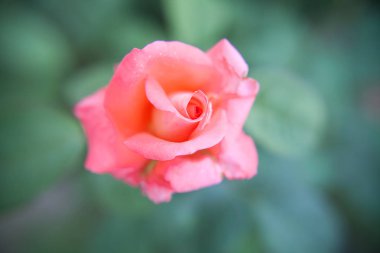 Pembe bir gülün yakın plan görüntüsü. Bulanık yeşil arka plandaki depolarda çiğ damlaları var.