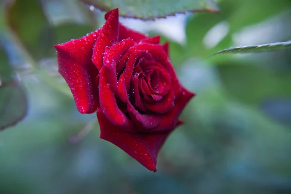 Close Saturated Red Rose Blurry Blue Background — Stock Photo, Image