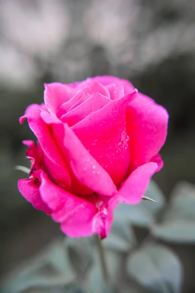 Крупним Планом Троянда Якого Рожевого Відтінку Розмитому Зеленому Тлі — стокове фото