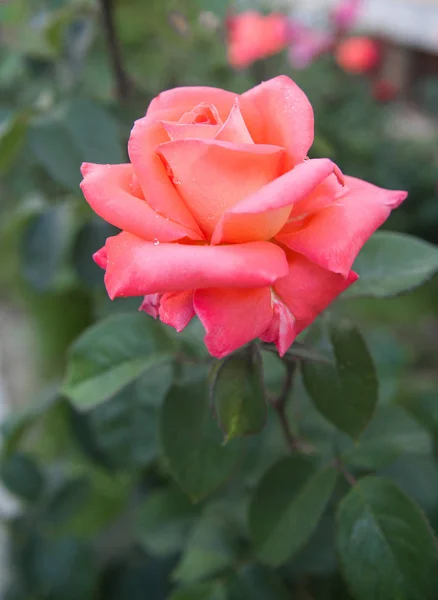 Zbliżenie Różowej Róży Kroplami Rosy Płatkach Rozmazanym Zielonym Tłem — Zdjęcie stockowe