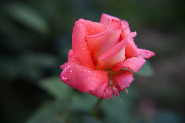 Крупним Планом Рожева Троянда Краплями Роси Пелюстках Розмитим Зеленим Тлом — стокове фото