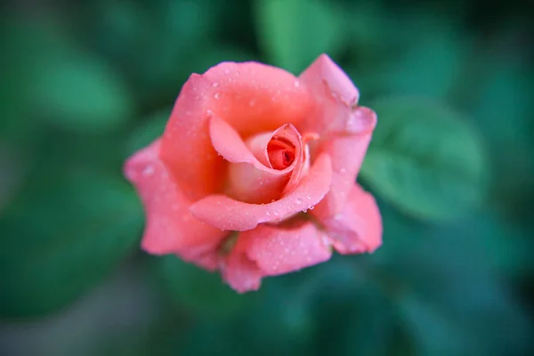 Zbliżenie Różowej Róży Kroplami Rosy Płatkach Rozmazanym Zielonym Tłem — Zdjęcie stockowe