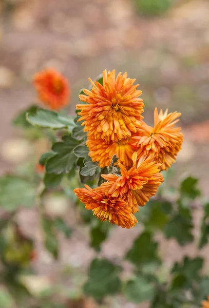 Close Flowers Sharp Orange Leaves Growing Bush Blurred Background — Stock Photo, Image