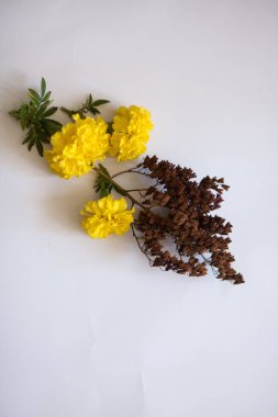 Sarı çiçeklerin ve sonbahar yapraklarının beyaz arka planına yakın plan