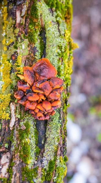 Image Mushrooms Red Tint Growing Tree Trunk Covered Moss — Stock Photo, Image