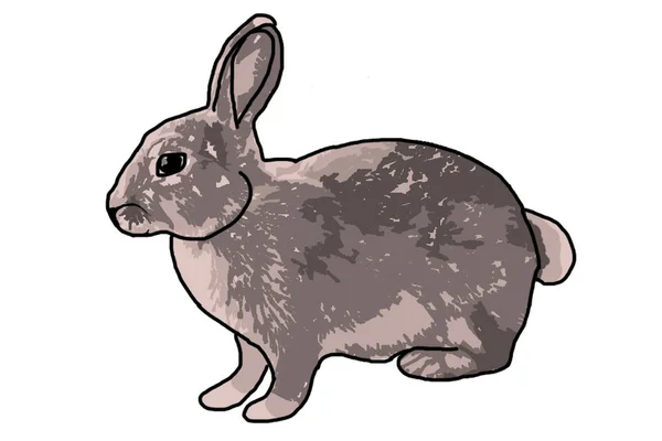 Illustration Gray Hare White Background — Stock Photo, Image