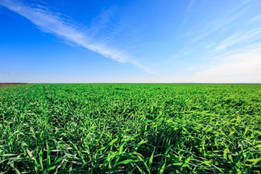 Kış veya ilkbahardan önce bir tarlada filizlenen buğday