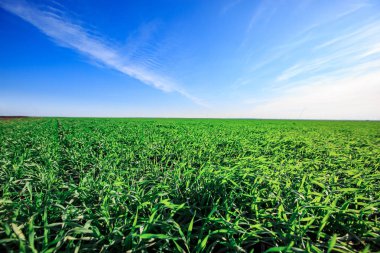Kış veya ilkbahardan önce bir tarlada filizlenen buğday