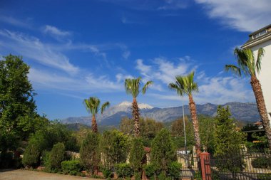 Dağlık bir bölgede palmiye ağaçları