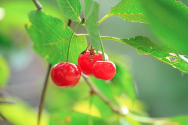 Yeşil ağaçtaki kırmızı kirazlar