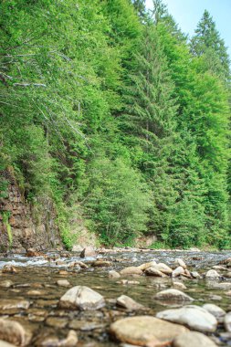 Dağ ormanı nehrine akan bir dere.