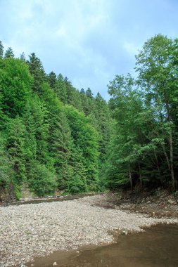 Dağ ormanı nehrine akan bir dere.