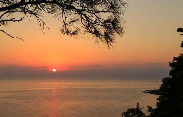 Rama Pino Sobre Fondo Del Amanecer Sobre Mar — Foto de Stock