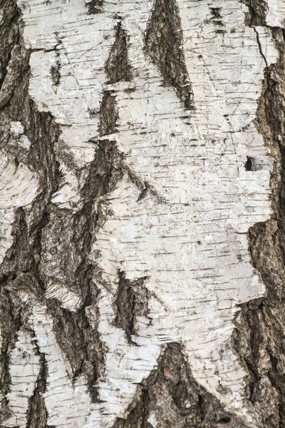 Betulla Corteccia Sfondo — Foto Stock