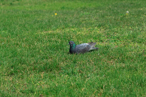 Dove Sits Green Lawn — Stock Photo, Image