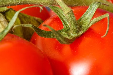 Taze kırmızı domatesler.