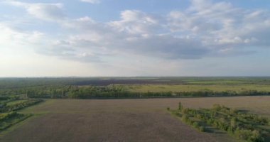 Çiçek açan sarı çiçeklerin üzerinde uçuyor