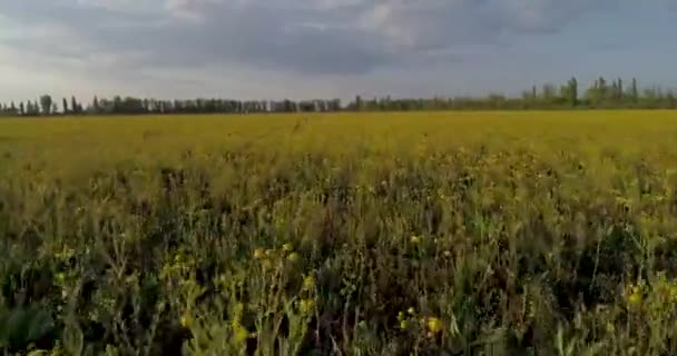 Πετώντας Πάνω Από Ένα Χωράφι Ανθισμένα Κίτρινα Λουλούδια — Αρχείο Βίντεο