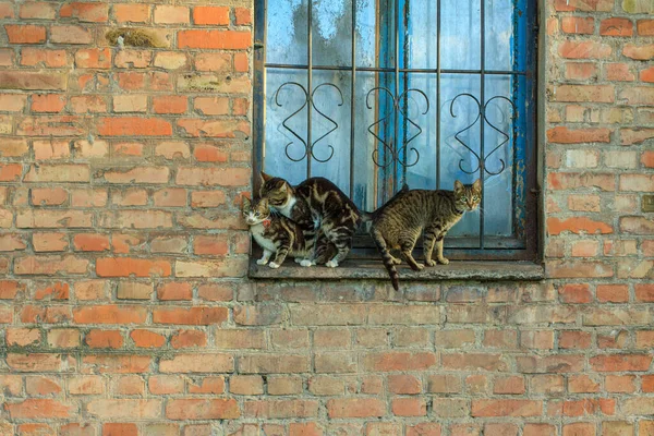 Chats Sur Une Fenêtre Une Maison Brique Printemps — Photo