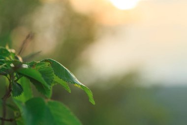 Günbatımında ya da gündoğumunda yeşil yapraklar