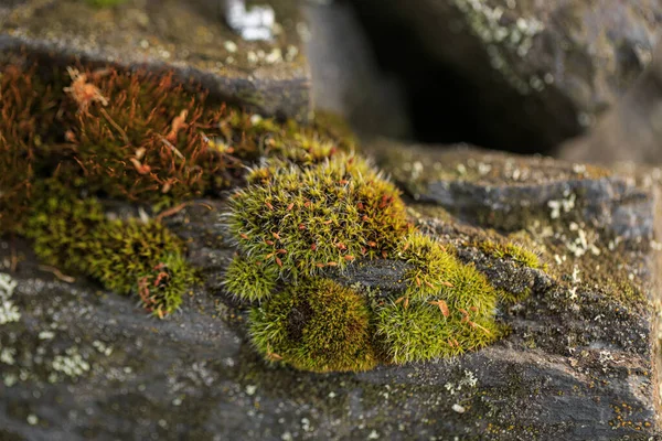 Musgo Verde Creciendo Piedra — Foto de Stock