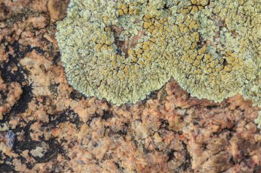Turuncu granit taşın üzerindeki mantar.