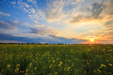 Gün batımında ya da şafakta tarlada tohum açar..