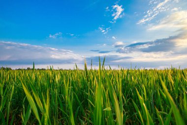 Güneşli bir günde yeşil buğday tarlası