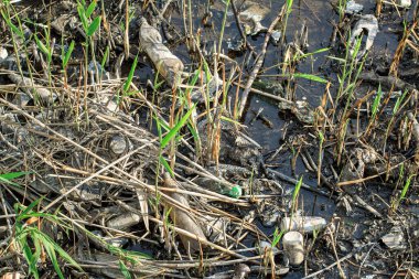 Nehir kenarındaki plastik çöpte genç bir yumru var.