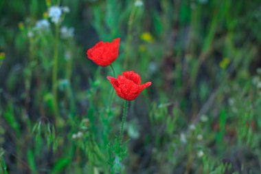 Doğal ortamda kırmızı çiçek