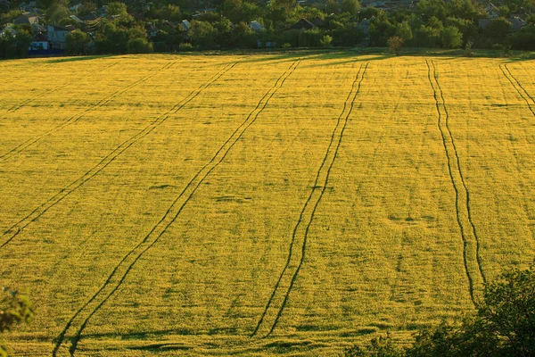 Sporen Van Een Auto Een Tarweveld — Stockfoto