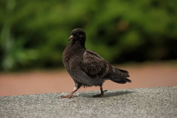 鳩は灰色の花崗岩を歩く — ストック写真
