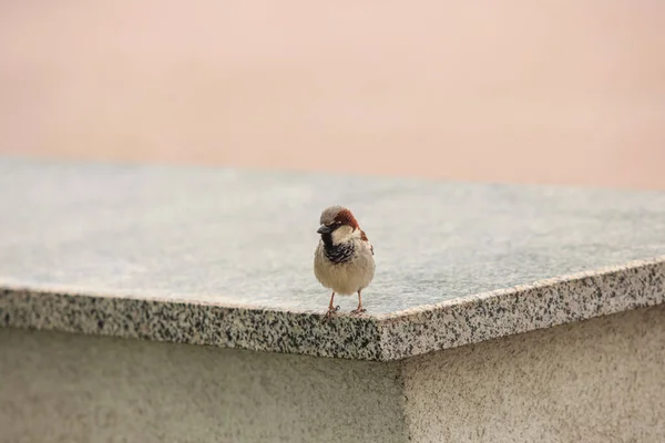Sparrow Marche Sur Une Dalle Granit Gris Dans Parc — Photo
