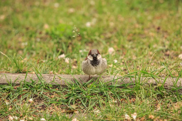 Sparrow Green Lawn — Stock Photo, Image