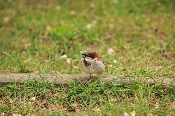 Sparrow Het Groene Grasveld — Stockfoto