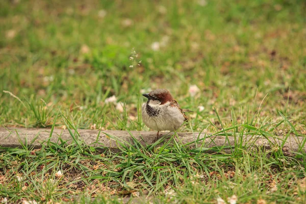 Sperling Auf Dem Grünen Rasen — Stockfoto