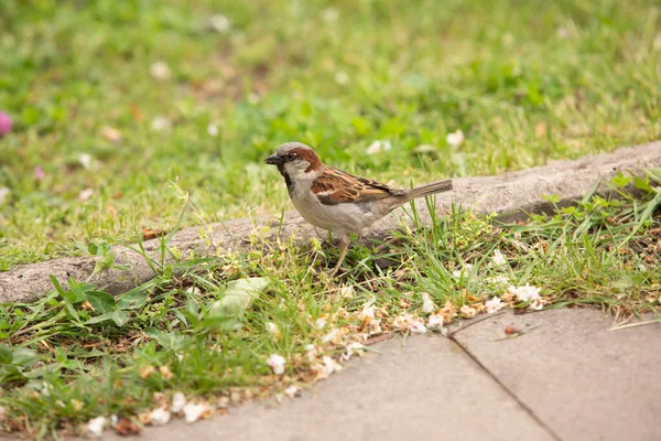 Bruant Sur Pelouse Verte — Photo