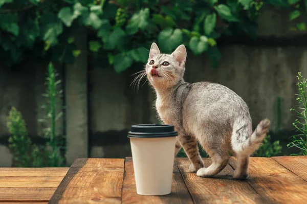 Gatito gris en sus patas traseras, contra el telón de fondo de vegetación . — Foto de Stock