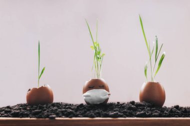 Çimenler, beyaz bir zeminde duran yumurtalardan büyür..